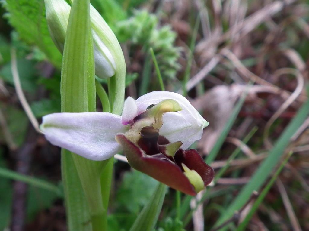 Ophrys fuciflora?